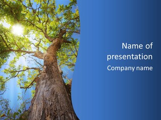 Clear Sunlight Forest PowerPoint Template