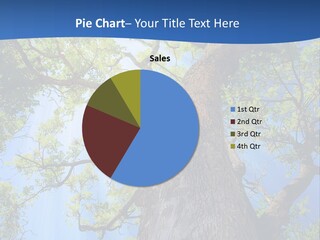 Clear Sunlight Forest PowerPoint Template