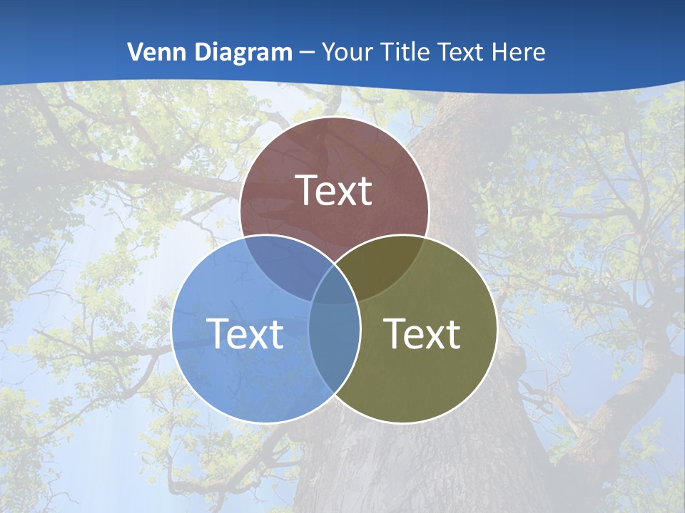 Clear Sunlight Forest PowerPoint Template