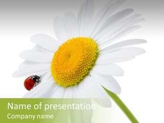 Plant Yellow Black PowerPoint Template