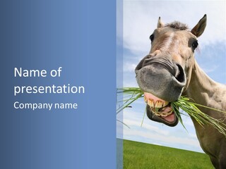 A Horse Is Eating Grass In A Field PowerPoint Template