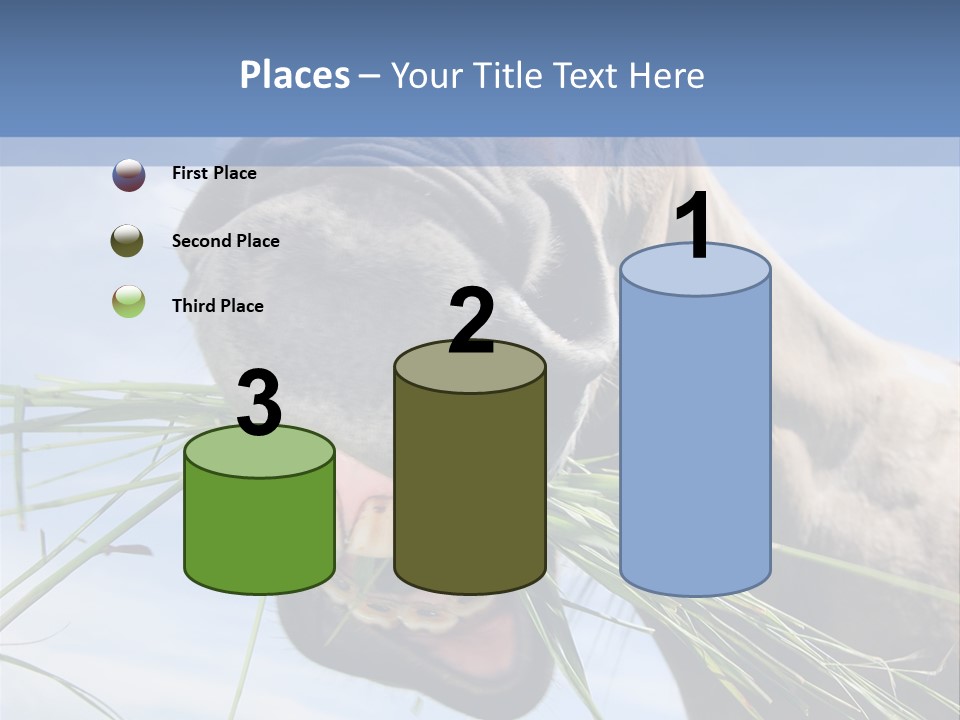 A Horse Is Eating Grass In A Field PowerPoint Template