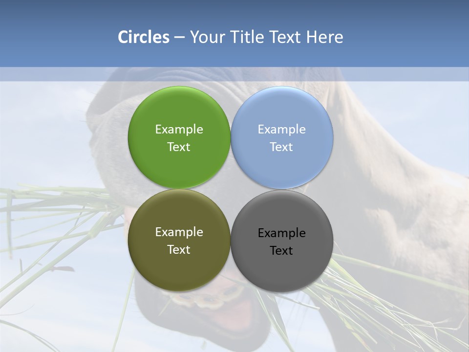 A Horse Is Eating Grass In A Field PowerPoint Template