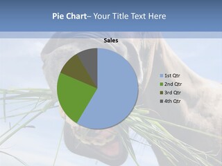 A Horse Is Eating Grass In A Field PowerPoint Template