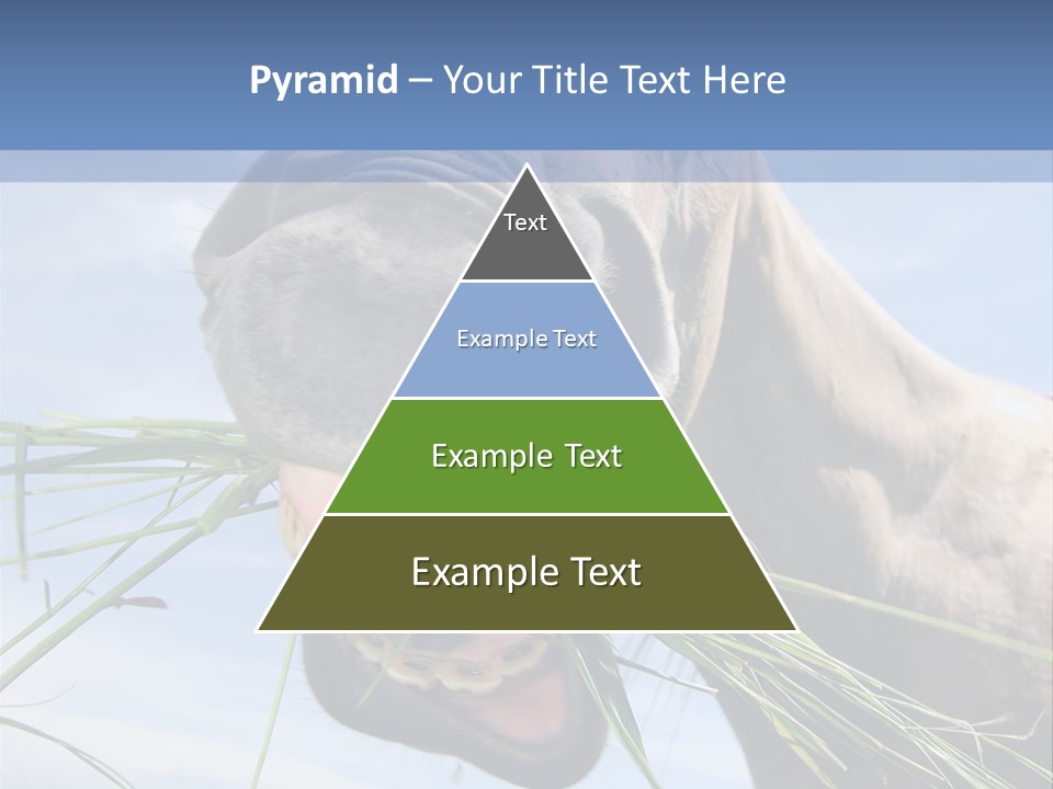A Horse Is Eating Grass In A Field PowerPoint Template