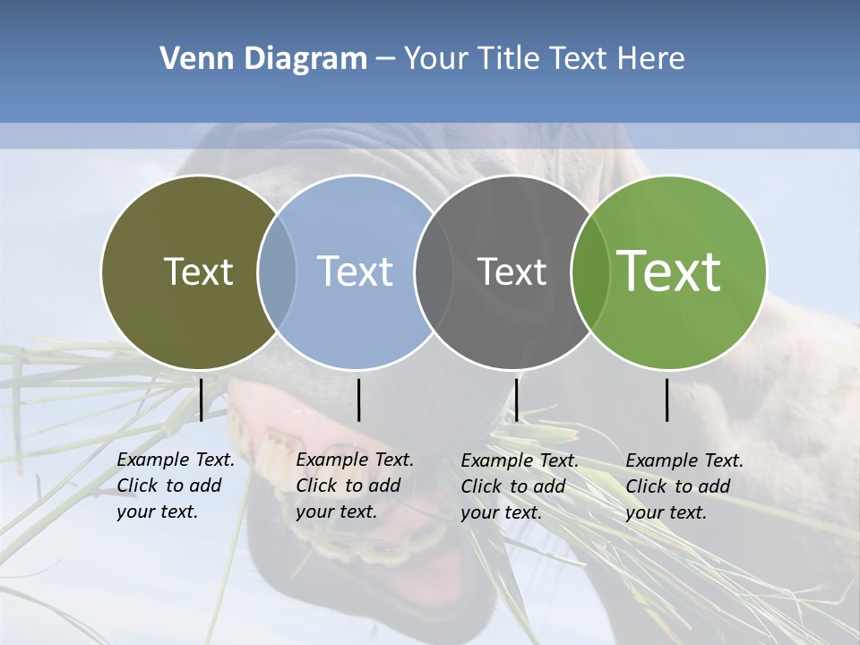 A Horse Is Eating Grass In A Field PowerPoint Template