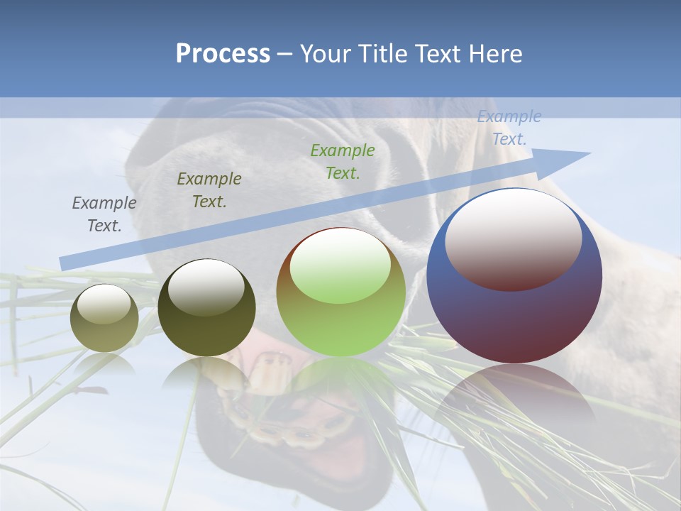 A Horse Is Eating Grass In A Field PowerPoint Template
