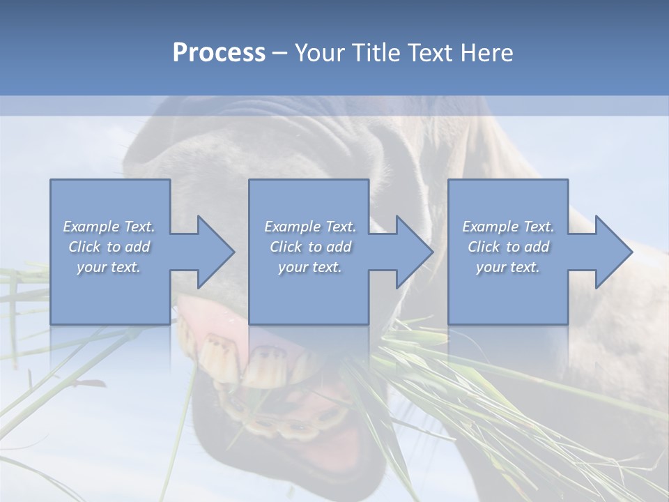 A Horse Is Eating Grass In A Field PowerPoint Template