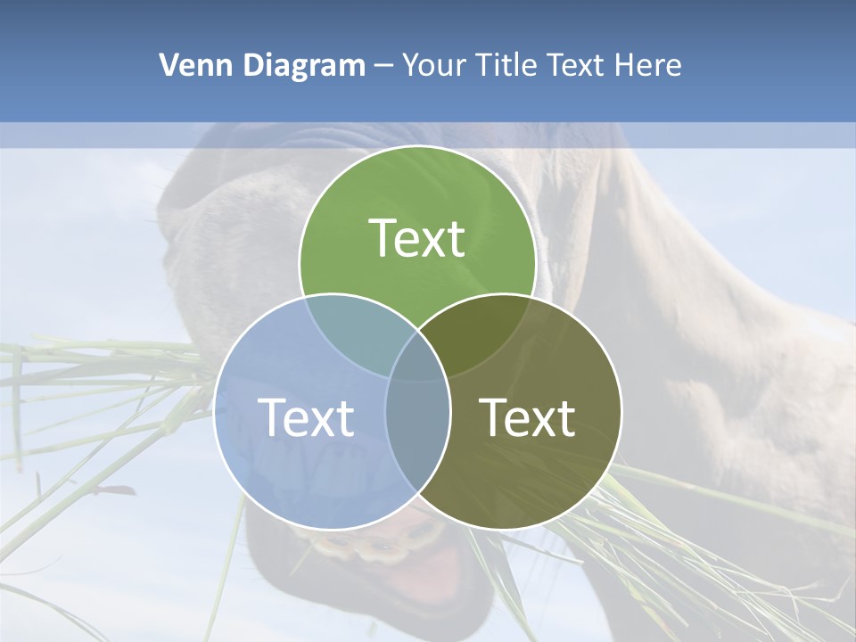 A Horse Is Eating Grass In A Field PowerPoint Template