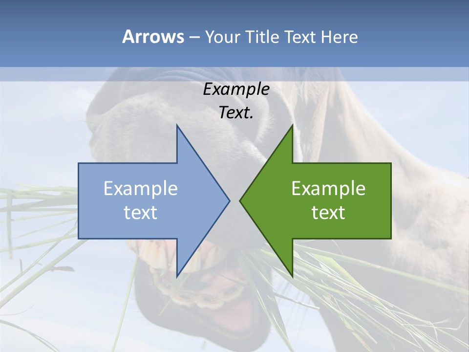 A Horse Is Eating Grass In A Field PowerPoint Template