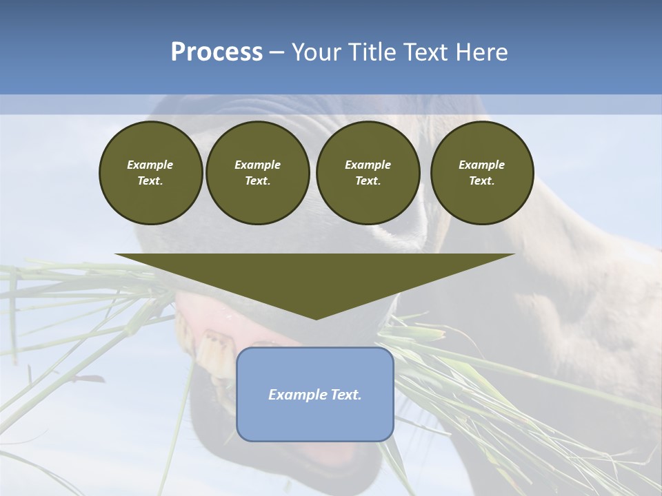 A Horse Is Eating Grass In A Field PowerPoint Template
