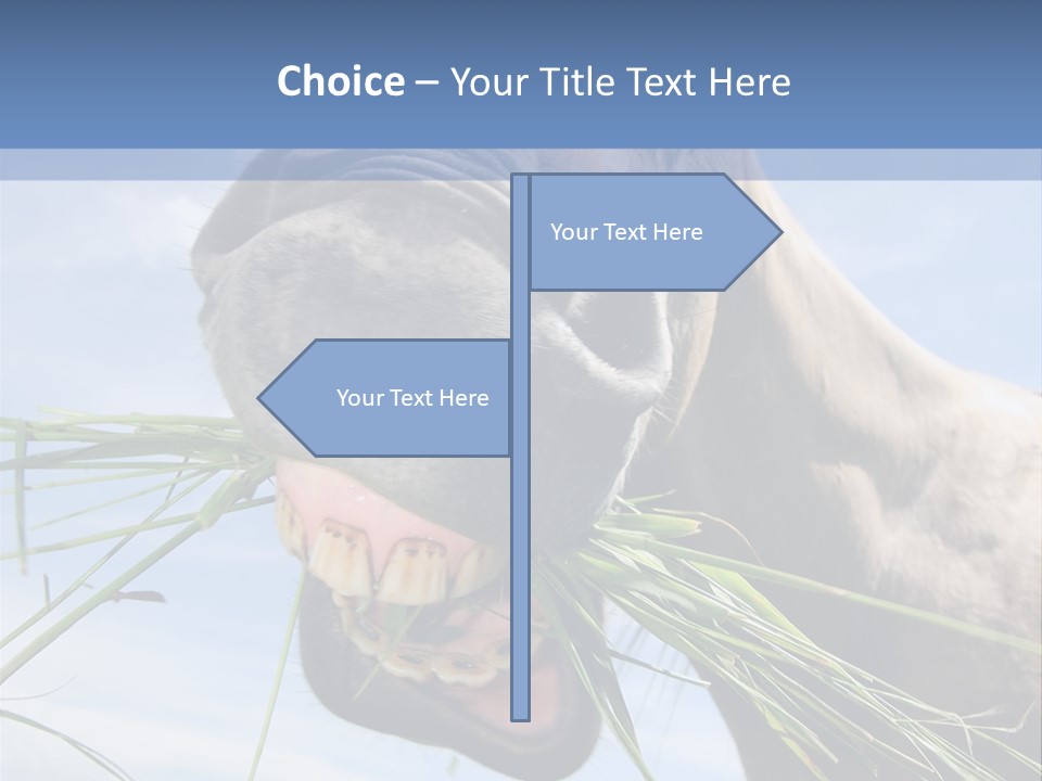 A Horse Is Eating Grass In A Field PowerPoint Template