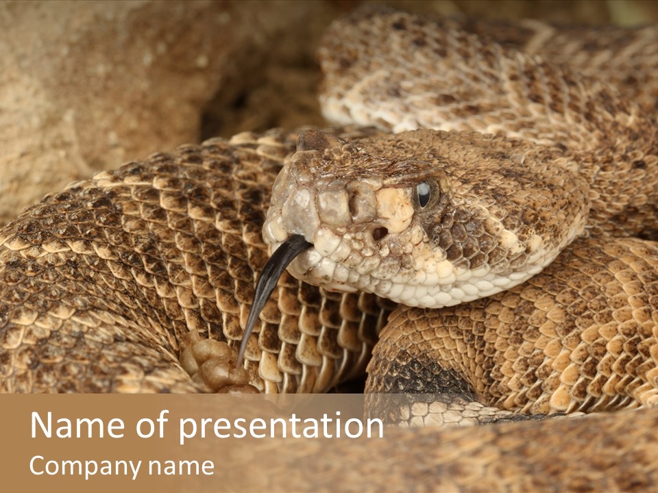 Reptile Venomous Deadly PowerPoint Template