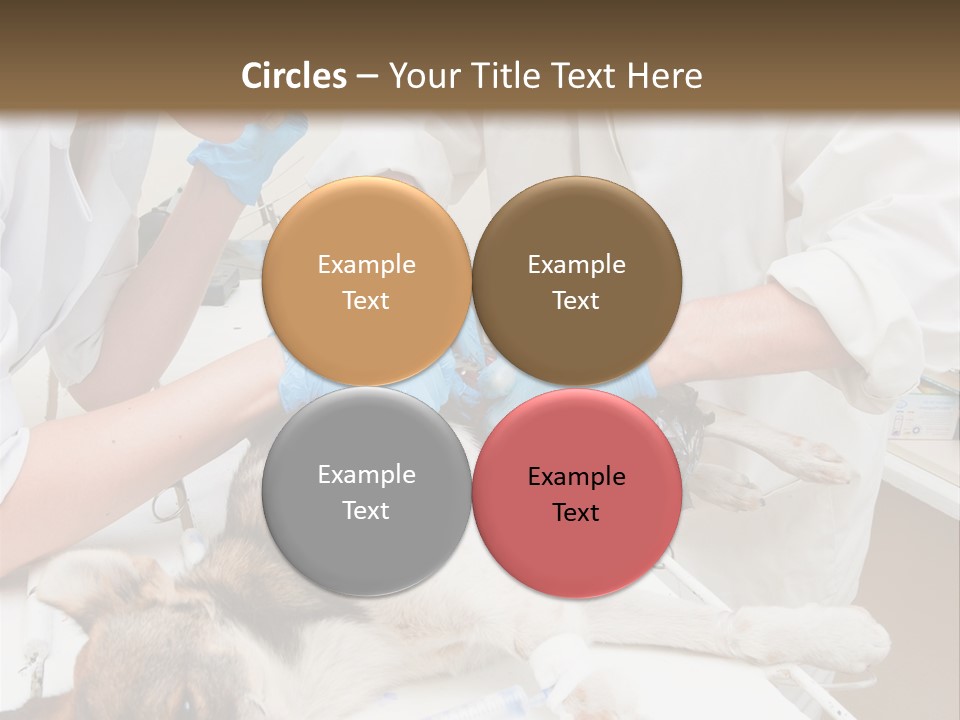 Veterinary Surgery Sterile PowerPoint Template