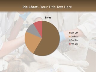 Veterinary Surgery Sterile PowerPoint Template