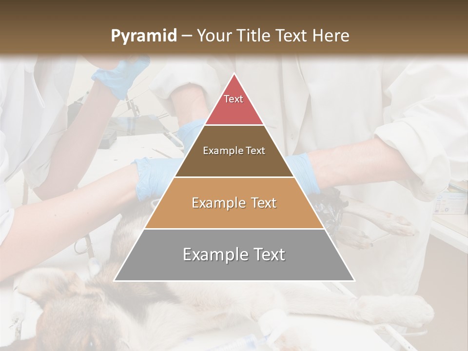 Veterinary Surgery Sterile PowerPoint Template