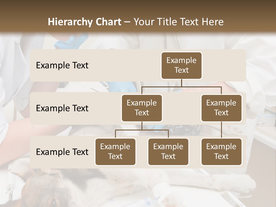 Veterinary Surgery Sterile PowerPoint Template