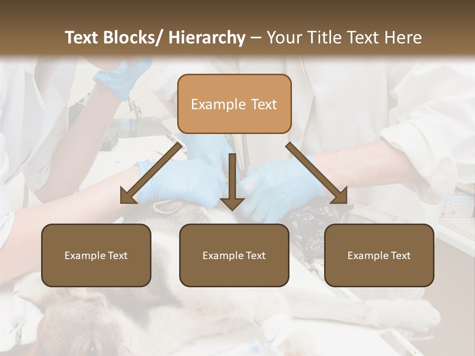 Veterinary Surgery Sterile PowerPoint Template