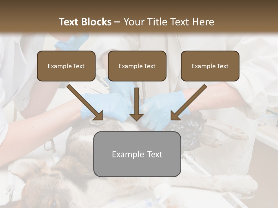Veterinary Surgery Sterile PowerPoint Template