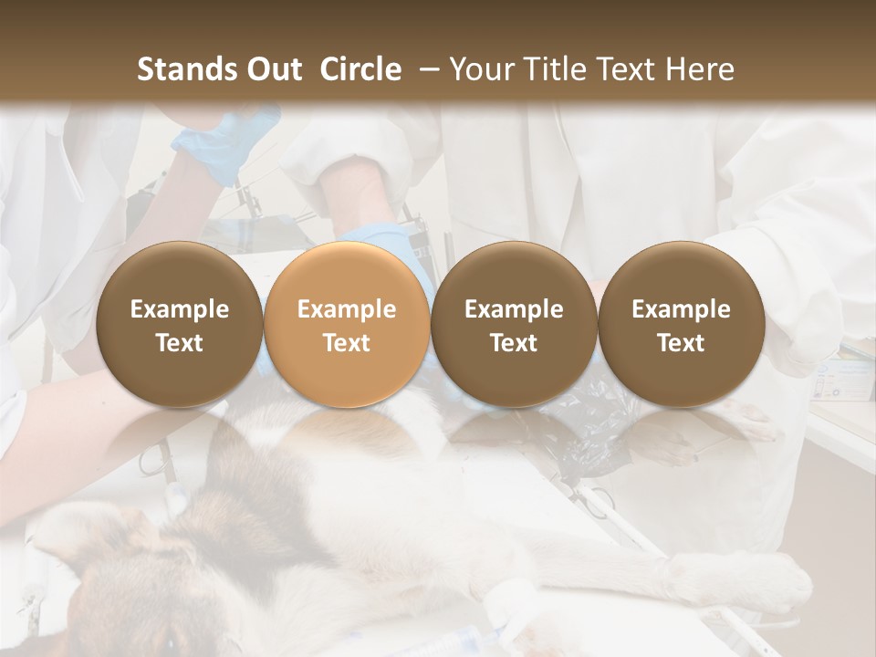 Veterinary Surgery Sterile PowerPoint Template