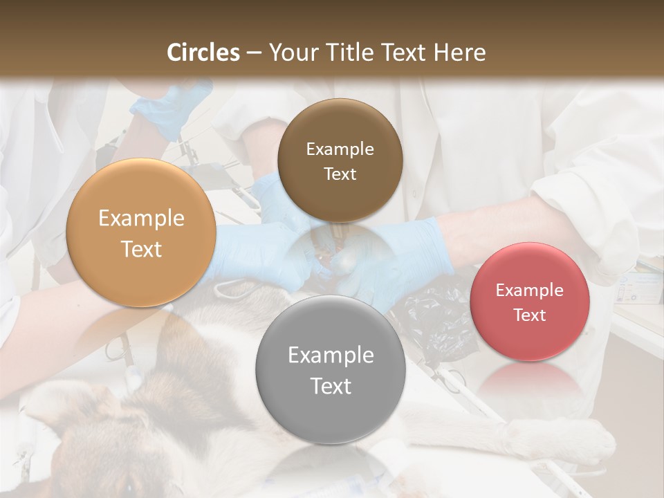 Veterinary Surgery Sterile PowerPoint Template