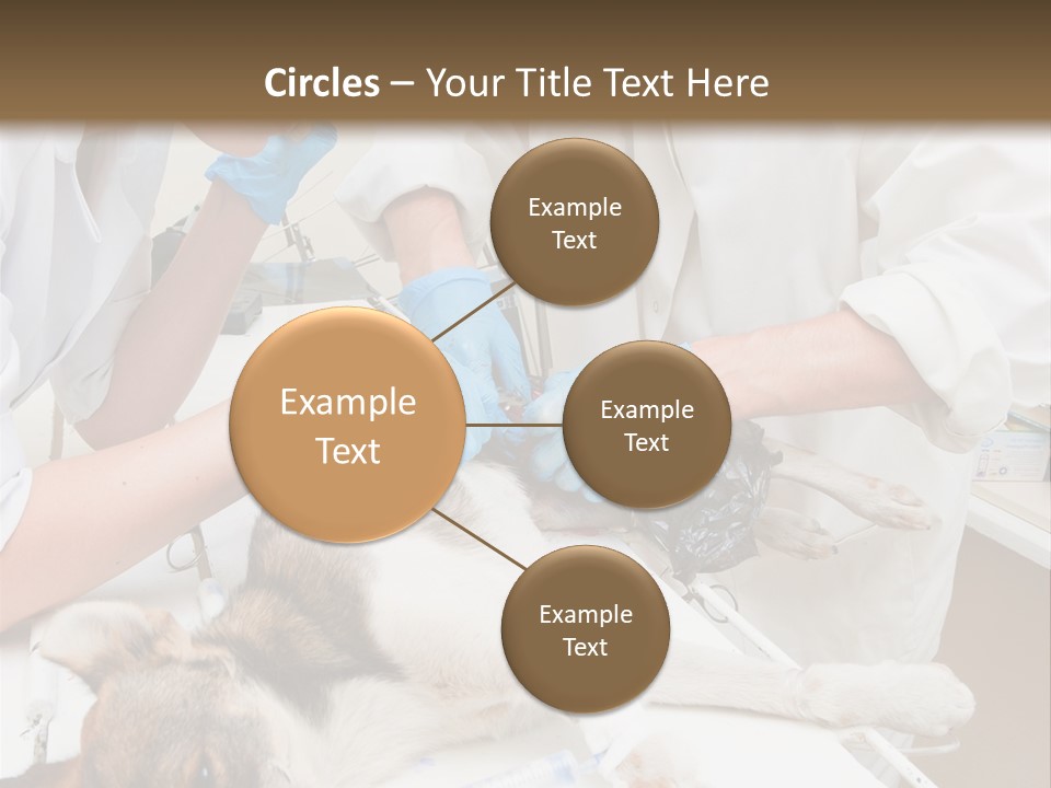 Veterinary Surgery Sterile PowerPoint Template
