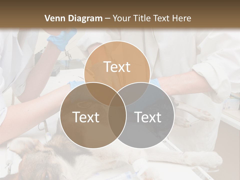Veterinary Surgery Sterile PowerPoint Template