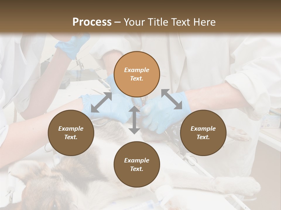 Veterinary Surgery Sterile PowerPoint Template