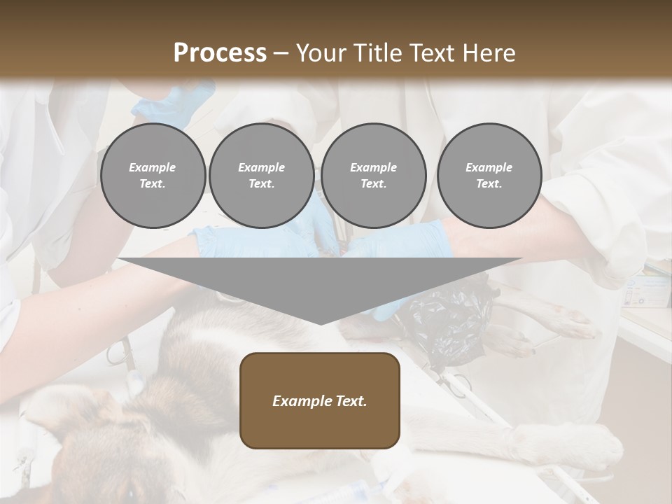 Veterinary Surgery Sterile PowerPoint Template