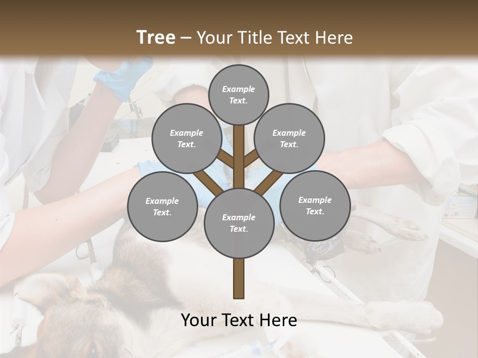 Veterinary Surgery Sterile PowerPoint Template