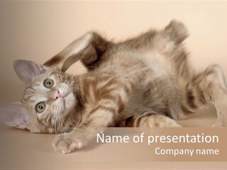 Grooming Pretty Household PowerPoint Template