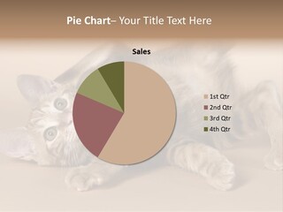 Grooming Pretty Household PowerPoint Template