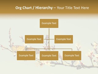 Wallpaper Orange Butterfly PowerPoint Template