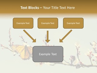 Wallpaper Orange Butterfly PowerPoint Template