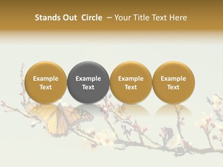 Wallpaper Orange Butterfly PowerPoint Template