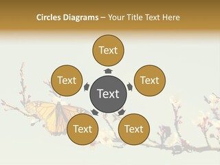 Wallpaper Orange Butterfly PowerPoint Template