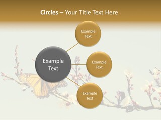 Wallpaper Orange Butterfly PowerPoint Template