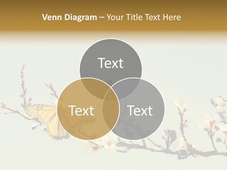 Wallpaper Orange Butterfly PowerPoint Template