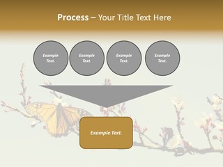 Wallpaper Orange Butterfly PowerPoint Template