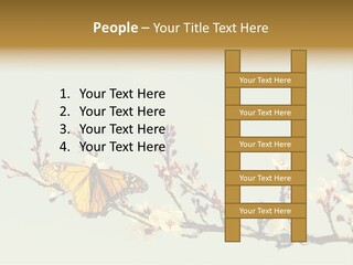 Wallpaper Orange Butterfly PowerPoint Template