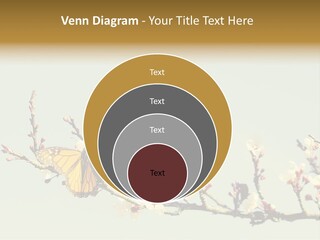 Wallpaper Orange Butterfly PowerPoint Template