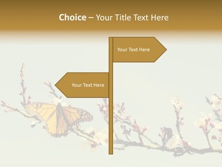 Wallpaper Orange Butterfly PowerPoint Template