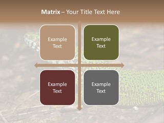 Texture Wildlife Yellow PowerPoint Template