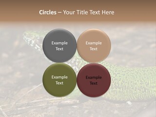 Texture Wildlife Yellow PowerPoint Template