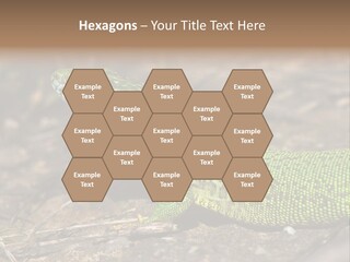 Texture Wildlife Yellow PowerPoint Template