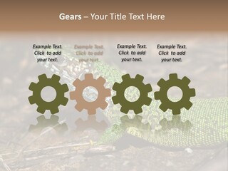 Texture Wildlife Yellow PowerPoint Template