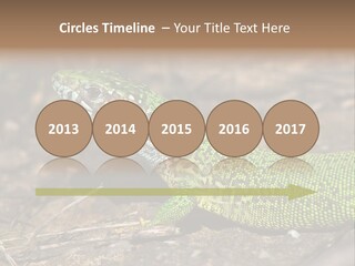 Texture Wildlife Yellow PowerPoint Template