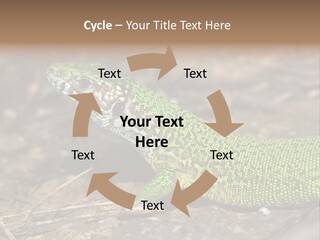 Texture Wildlife Yellow PowerPoint Template