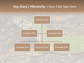 Texture Wildlife Yellow PowerPoint Template