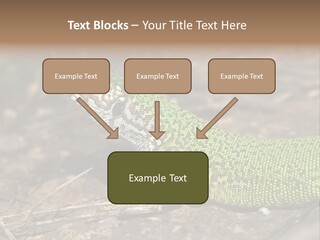 Texture Wildlife Yellow PowerPoint Template